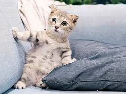 Under the act, anyone who is cruel to an animal, or does not provide for its welfare needs, may be banned from. Animal Cruelty Are We Doing Enough Thomas Philip Advocates And Solicitors Kuala Lumpur Malaysia