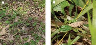 Image result for Diclis reptans