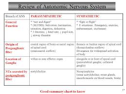 Anatomy And Physiology Autonomic Nervous System Ppt Video