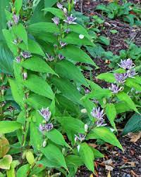 Expect this toad lily to reach 30 to 36 inches high in bloom, and to start out at about a foot wide, spreading to 2 feet within a season or two. Hairy Toad Lily Tricyrtis Hirta Wisconsin Horticulture
