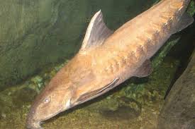 Catfish atau ikan keli adalah kumpulan ikan yang pelbagai dari segi bentuk badan, saiz, kehidupan dan taburannya. Lele Siluriformes Fakta Luar Biasa Ekolss Haiwan