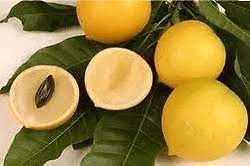 The abiu is a spectacular fruit native to the amazon region of northwest brazil. I Net Farms