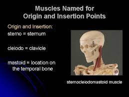 The deltoid (triangular), trapezius (trapezoid), serratus (saw‐toothed), and rhomboideus major (rhomboid) muscles have names that. Characteristics Used To Name Skeletal Muscles Naming Skeletal