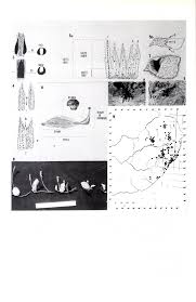 Image result for Eriosema cordatum