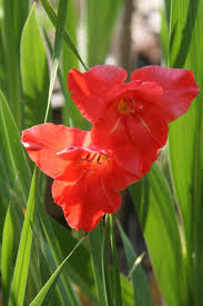 Image result for Gladiolus magnificus