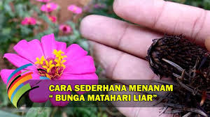 Pastikanlah tanah kamu juga menyerap air dengan baik. Cara Menanam Bunga Matahari Liar Secara Sederhana Cantik Untuk Halaman Rumah Youtube