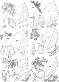 Image result for Scepocarpus hypselodendron