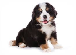 Magic berners hypnotic spell (ws65396501) males: 1 Bernese Mountain Dog Puppies For Sale In Los Angeles