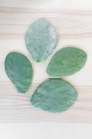 This tastes good no matter what you do! How To Propagate Prickly Pear Cactus Using Pads