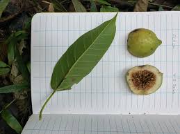 Image result for Ficus sansibarica