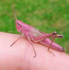 Pink Grasshopper Unusual Animals Animals Animals Beautiful