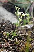 Image result for Galium chloroionanthum