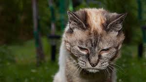 Contents 1 injuries sustained by cats falling Cats With Down Syndrome A 360 Degree Understanding Petmoo