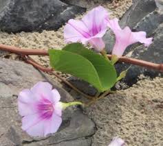 Image result for Ipomoea pes-caprae