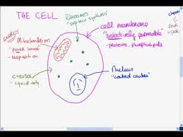 Check spelling or type a new query. The Basic Structure Of The Cell Youtube