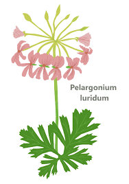 Image result for Pelargonium luridum