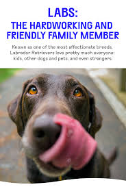 Everything You Need To Know Our Top Tips For Labrador Retriever Parents In 2020 Labrador Dog Food Best Dog Food Labrador Retriever