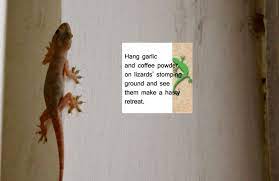 The giant tegu is also known as the black and white tegu. 16 Easy And Efficient Home Remedies To Get Rid Of Lizards Infestation Home Remedies Get Rid Of Lizards Lizard