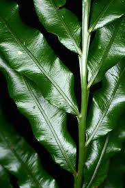 Image result for Lomariopsis warneckei