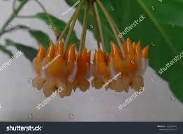 Image result for hoya multiflora