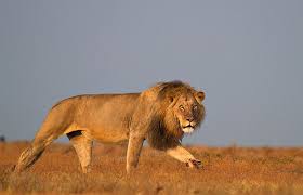 With few exceptions, numbers are used for the bones and letters for the muscles. Lioness Anatomy Shefalitayal