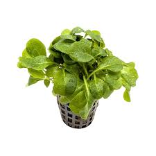 Image result for Samolus