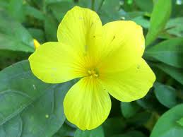 Image result for Reinwardtia indica