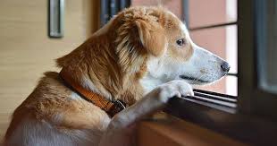 Tcc can occur in any breed but is most common in shetland sheepdogs, scottish terriers, wirehair fox terriers, west highland terriers, and beagles. Experiments On Pet Dogs Show That The Lethal Toxin Anthrax May Help Scientists Treat Bladder Cancer