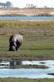 Image result for Megaloprotachne albescens