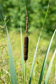 Image result for Rhytachne latifolia