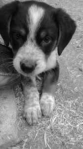 Black And White Blue Heeler Mix My Favorite Little Man Copper Beagle Blue Heeler Mix Puppy 9 Weeks Old Heeler Mix Puppies Blue Heeler