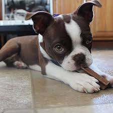 I highly recommend petcare express!! How To Choose Best Veterinary Clinic In Dubai Express Digest