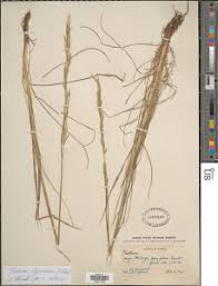 Image result for Heteranthoecia  guineensis