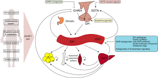 Draw a labelled diagram of male reproductive system. Targeting Growth Hormone Function Strategies And Therapeutic Applications Signal Transduction And Targeted Therapy