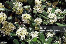 Image result for Pittosporaceae