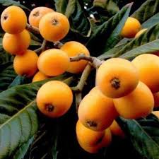 In india loquat farming is done in delhi, punjab, himachal pradesh, maharashtra, assam and uttar pradesh states. Loquat Tree Loquat Tree For Sale Plantingtree
