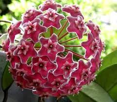 These flowers are tubular in shape and. Pin On Garden