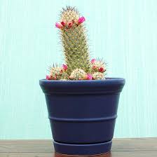 ¿cómo cuidar un cactus o suculenta? Las 10 Mejores Suculentas Para Tener En Interior