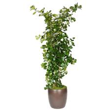Image result for Ficus triangularis