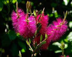 Maybe you would like to learn more about one of these? Callistemon Hot Pink Gardensonline