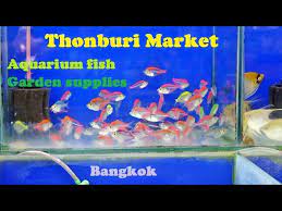 Maybe you would like to learn more about one of these? Thonburi Market Sanam Luang 2 Aquarium Fish And Garden Supplies Bangkok 2021 Youtube