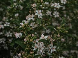 Image result for Eriosema robinsonii