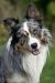 Tri Colour Border Collie Short Hair