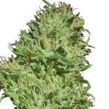 Mexican Haze Cannabis Seeds Seedspotter