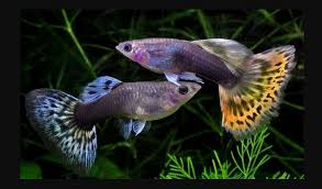 Salah satu yang membuatnya menarik adalah warna mix dari ungu, biru dan hitam pada tubuhnya. Termahal Harga Ikan Guppy Afr Lokal Import Per Ekor