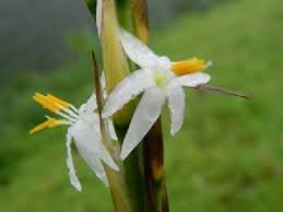 Image result for Chlorophytum subpetiolatum