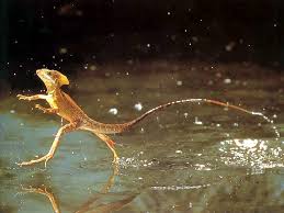 Basilisk Lizard Jesus Christ Lizard Jesus Lizard Basilisk Lizard Rainforest Animals