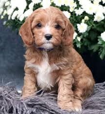 This section is dedicated to cavapoo puppies. Cavapoo Puppies Near Me Cavapoo Puppies For Adoption