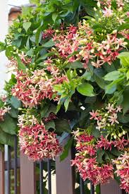 Flowering vines aren't just for gardeners with limited space. Spring At Bronte House Flowering Plants In India Flowering Creepers Creepers Plants