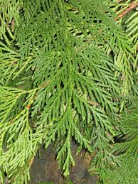 Check spelling or type a new query. Huntersgardencentre Com Cedar Branches